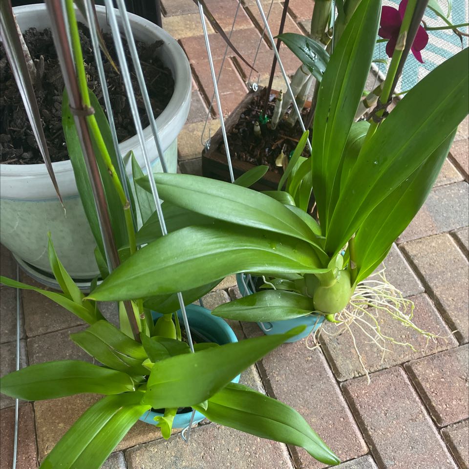 Cockleshell Orchid with healthy green leaves and visible roots in a pot.