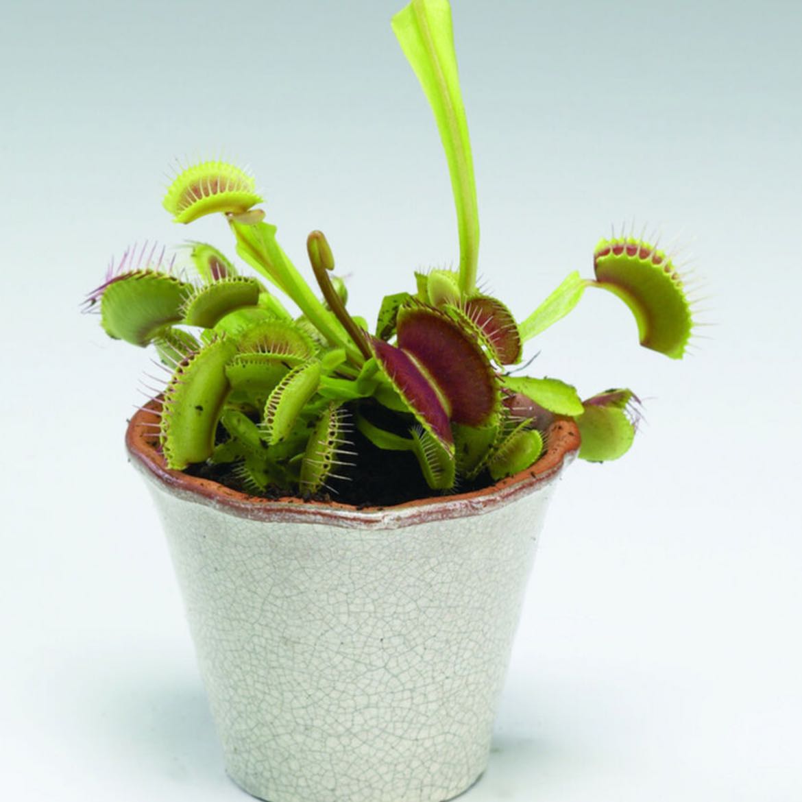Photo of the plant species Red Piranha by @UniqueDropwort named Your plant on Greg, the plant care app