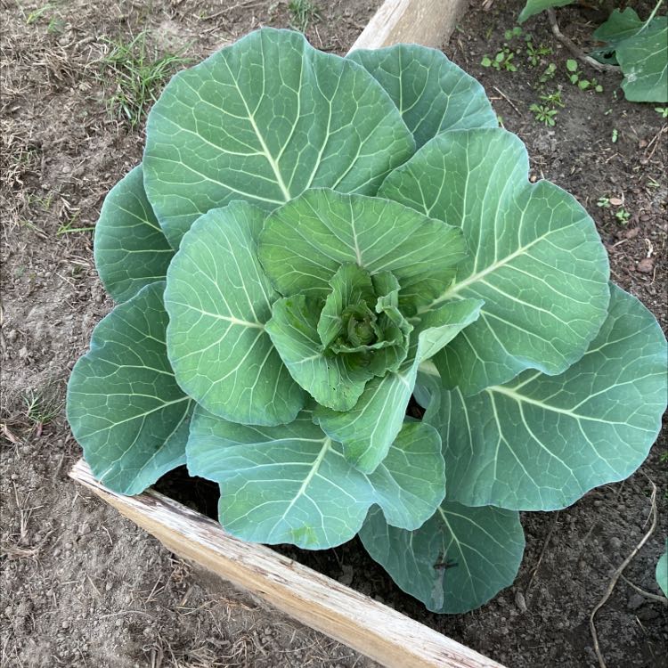 Photo of the plant species Wild Cabbage by @PetYuzutree named Cabbage?! on Greg, the plant care app