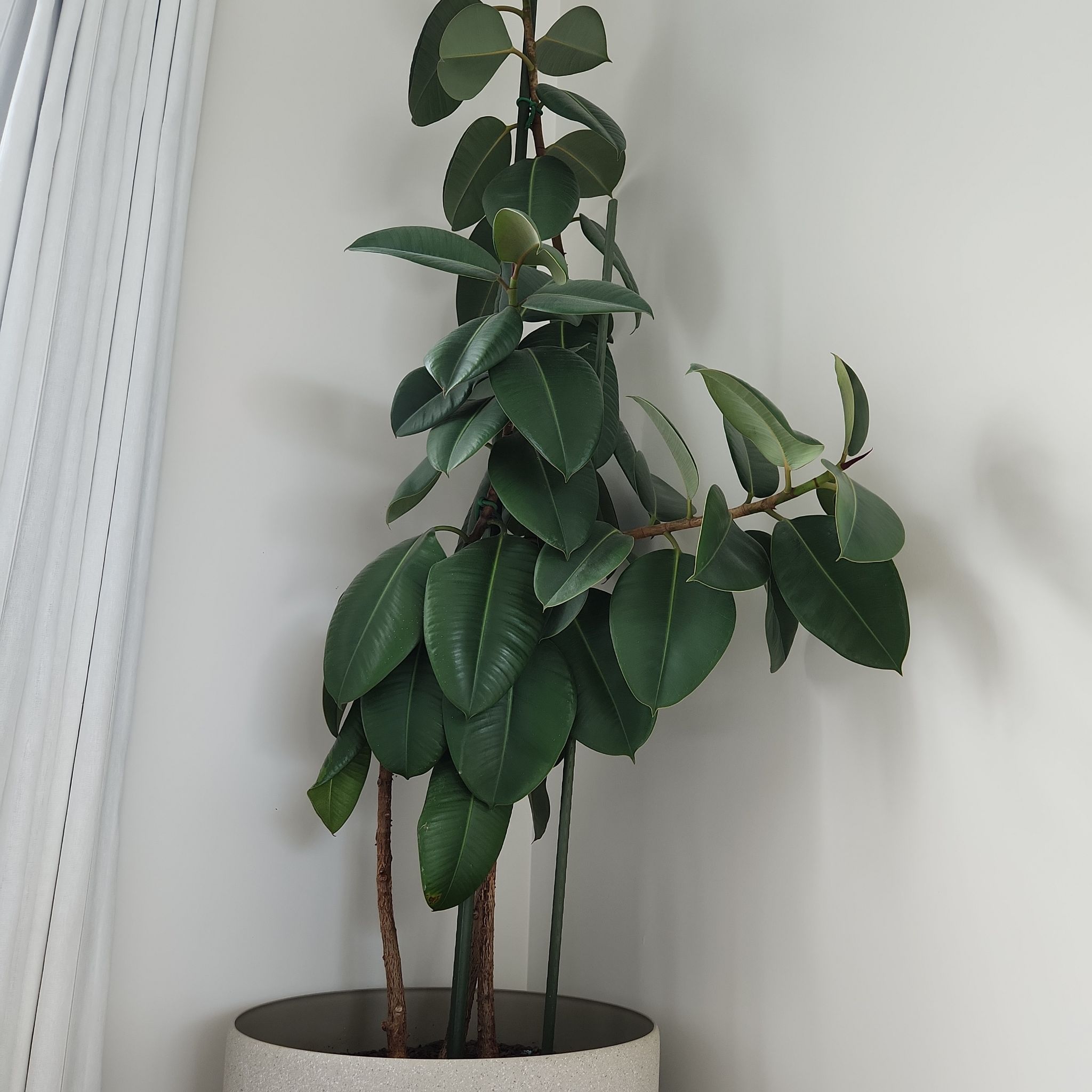 Ficus Robusta plant in a pot with dark green leaves, well-framed and centered.
