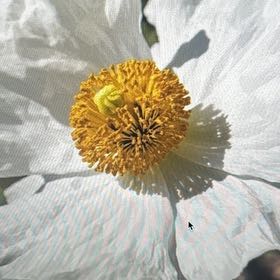 Photo of the plant species Coulter's Matilija Poppy by @GemHardpine named Fernie Saunders on Greg, the plant care app