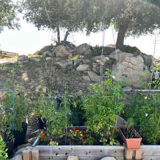Tomato Plant plant in Ramona, California