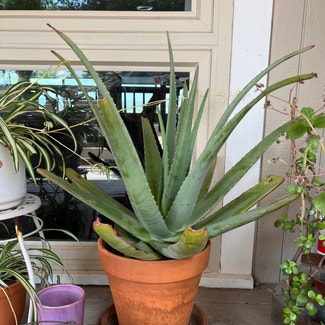 Aloe Vera plant in Ramona, California