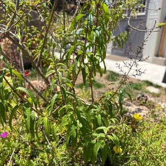lemon verbena plant in Ramona, California