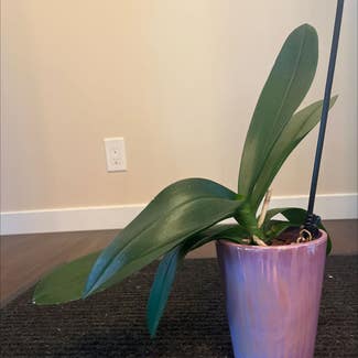 Phalaenopsis Orchid plant in Ramona, California