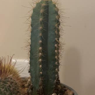 Blue Columnar Cactus plant in Ramona, California