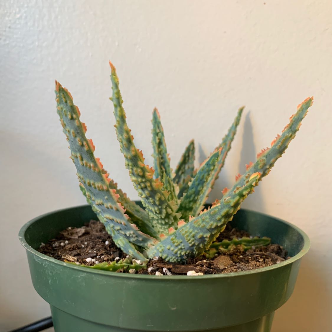 Pink Blush Aloe plant in a green pot with visible soil, well-framed and in focus.