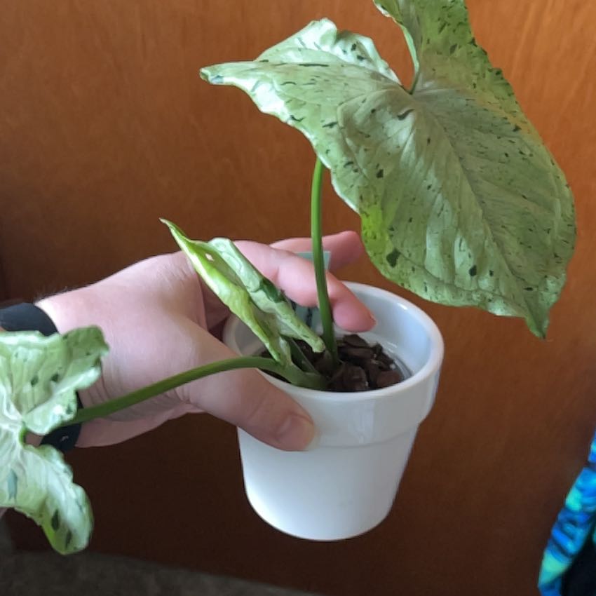 Photo of the plant species syngonium green splash by @jessweigel named Luna on Greg, the plant care app