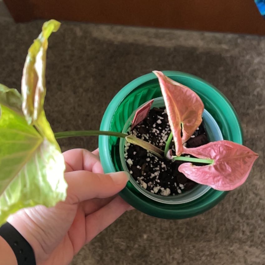Photo of the plant species Syngonium Pink Rolli by @jessweigel named Rosie on Greg, the plant care app