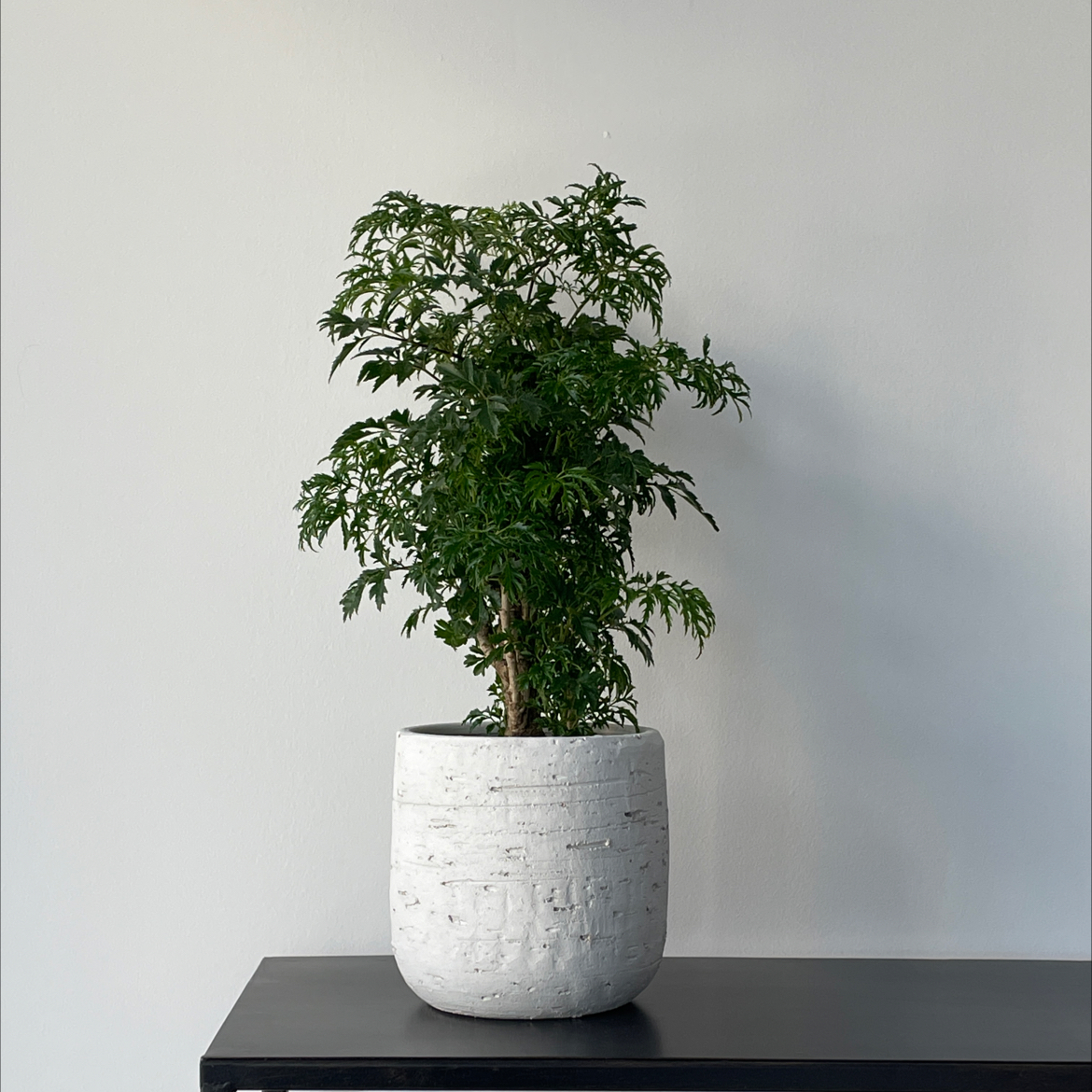 Photo of the plant species Ming Aralia by @FreeMayten named Asuka on Greg, the plant care app