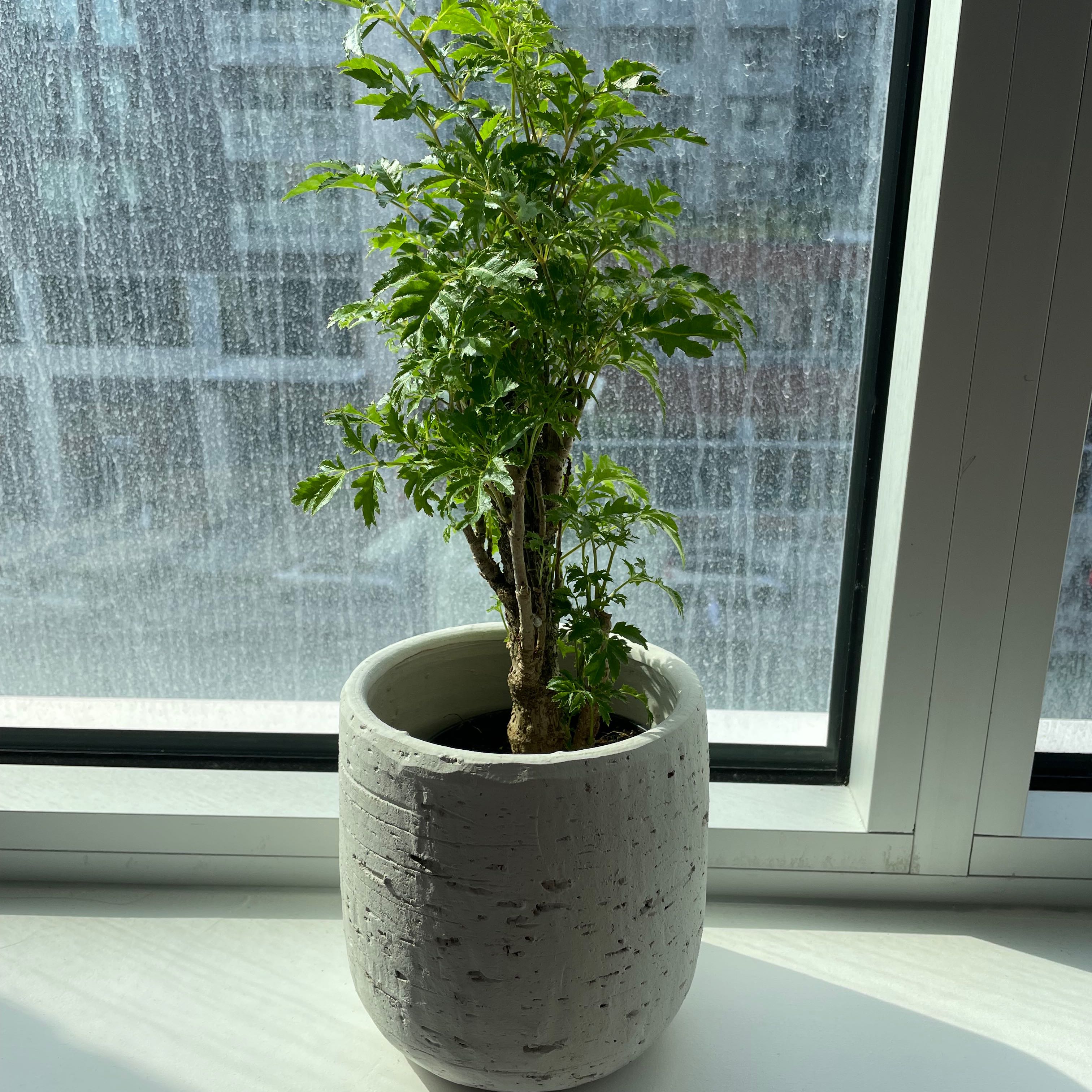 Ming Aralia uploaded to the Greg plant app by @FreeMayten