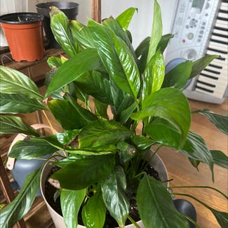 Peace Lily plant in Milpitas, California