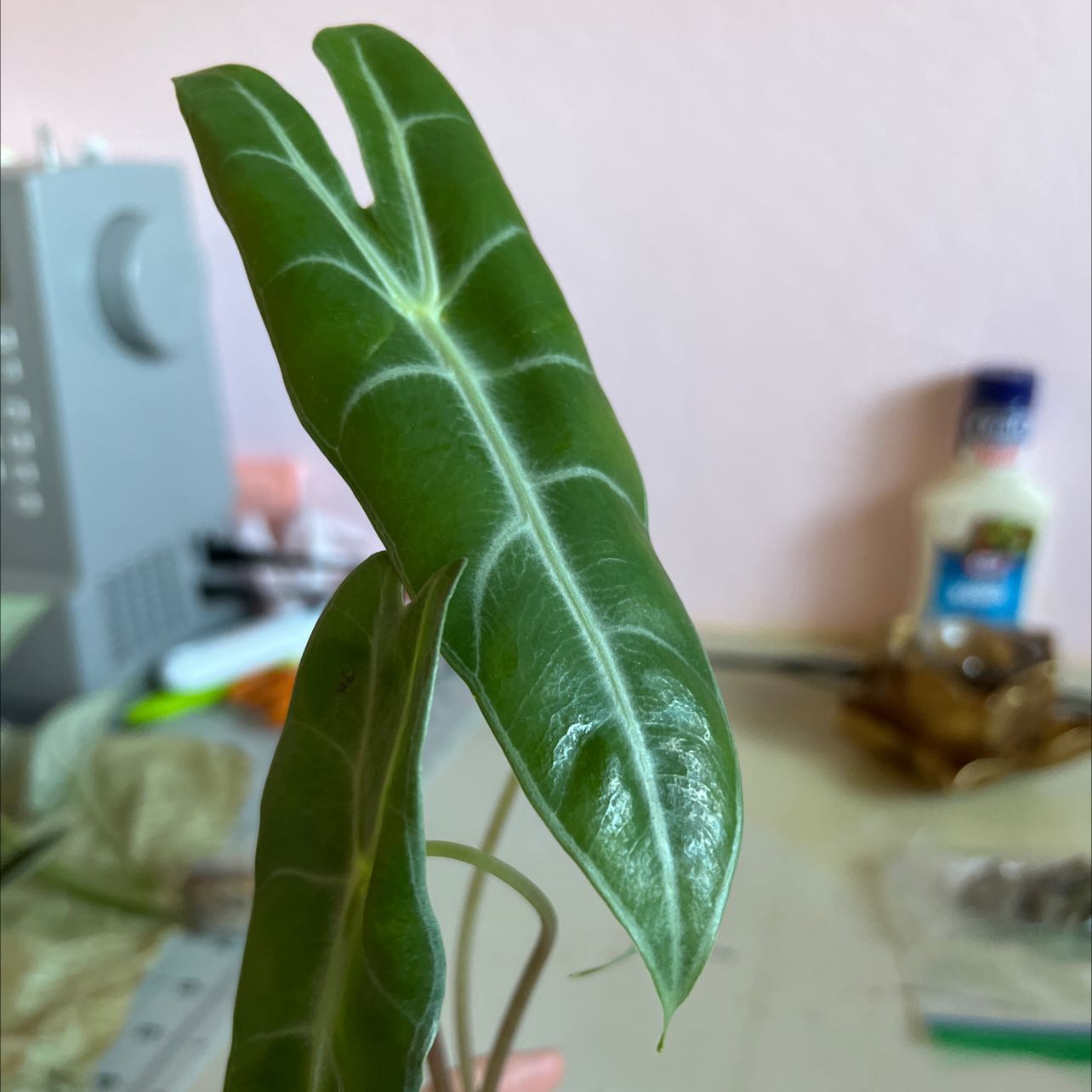 Close-up of a healthy Alocasia longiloba leaf with prominent white veins.