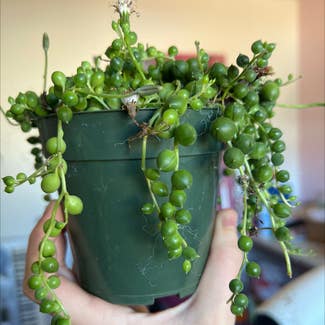 String of Pearls plant in Milpitas, California