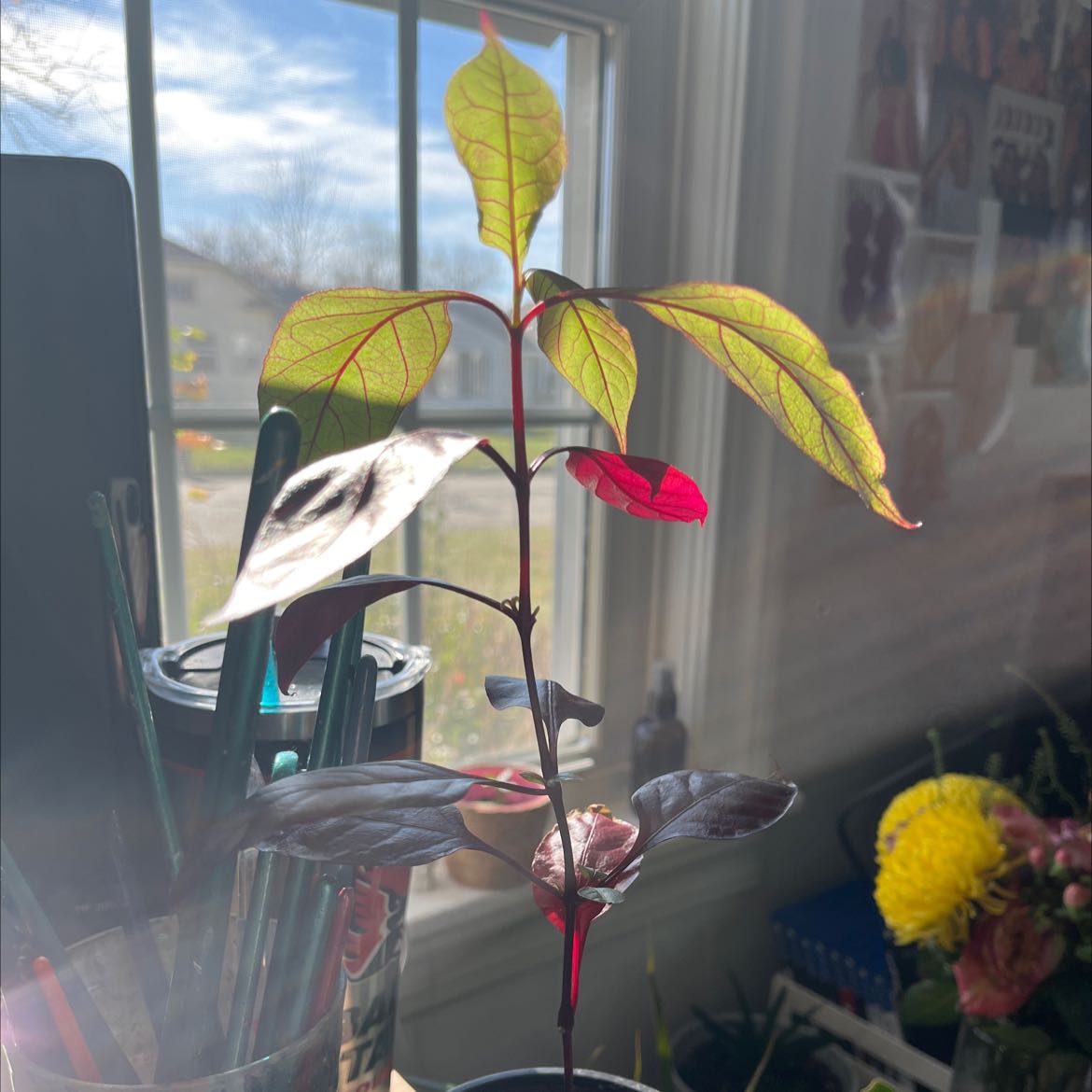 Brazilian Joyweed plant with vibrant red and green leaves near a window.