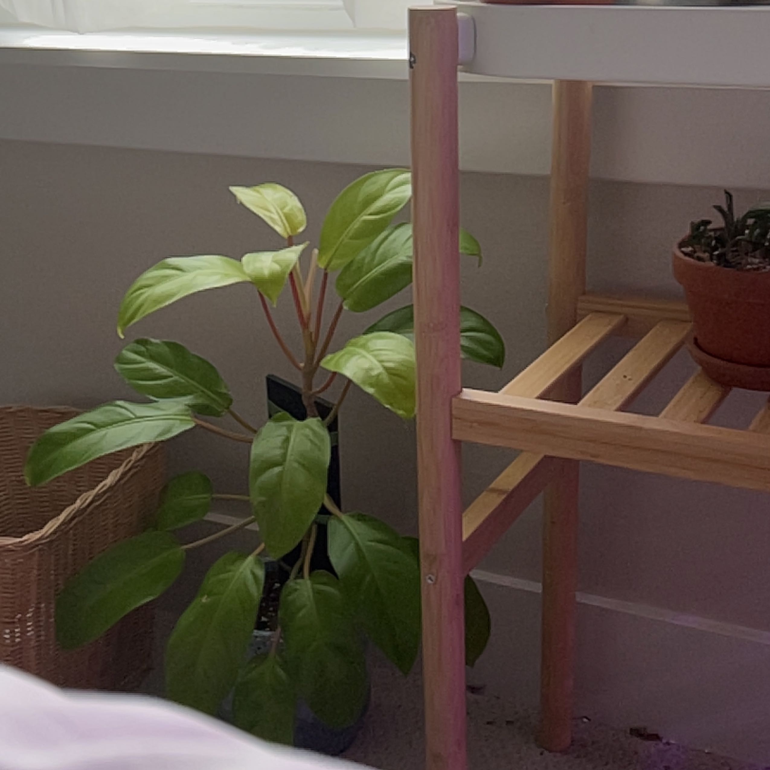 Philodendron 'Malay Gold' plant indoors near a window, healthy green leaves.