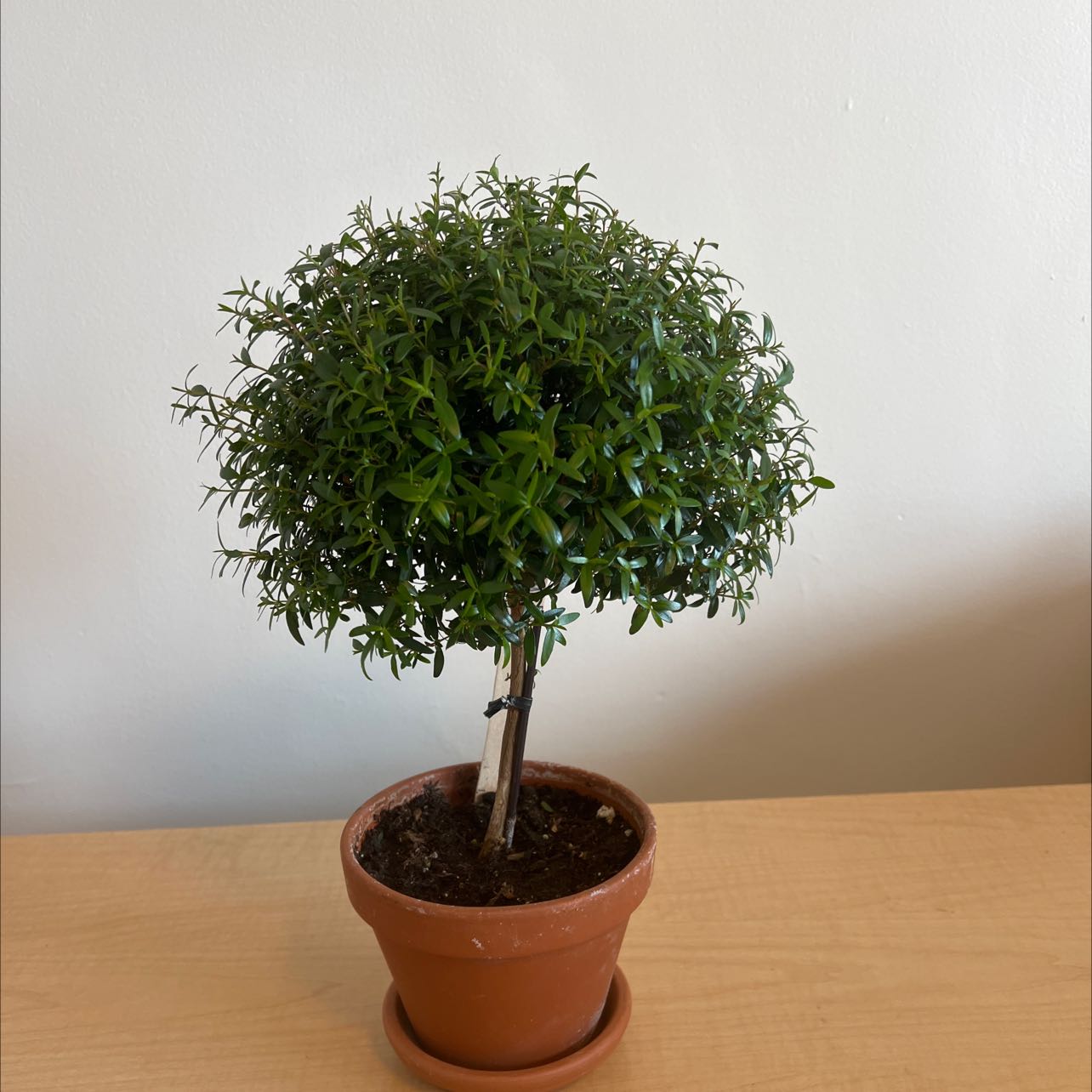 Photo of the plant species Common Myrtle by @theologiankid named Celi on Greg, the plant care app