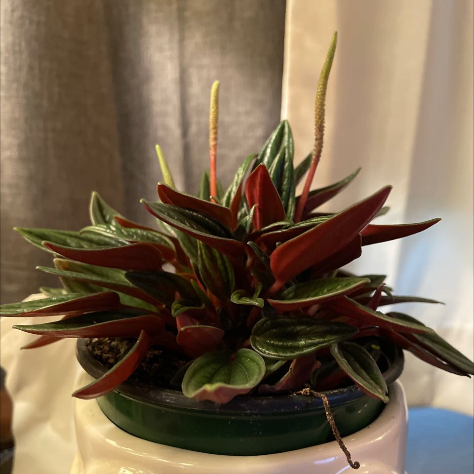 Peperomia 'Rosso' plant in a pot with vibrant red and green leaves.