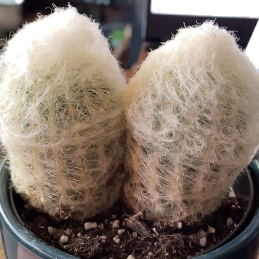 Peruvian Old Lady Cactus with two stems covered in white spines in a pot.