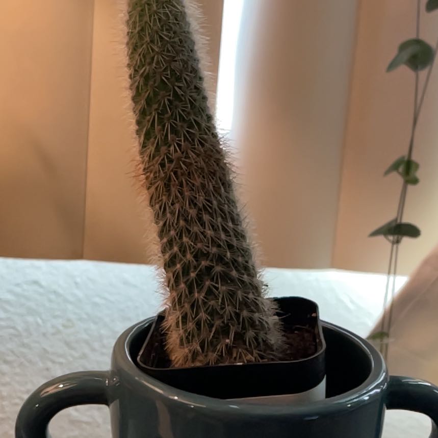 Photo of the plant species Webster's Hedgehog Cactus by @Jennis named Ramona on Greg, the plant care app