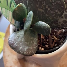 Photo of the plant species Calico Hearts by @Jennis named Pippa on Greg, the plant care app