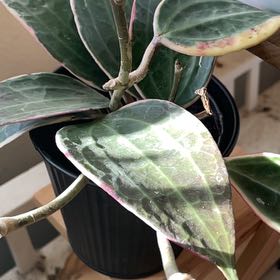 Photo of the plant species Hoya macrophylla by @Jennis named Mildred on Greg, the plant care app