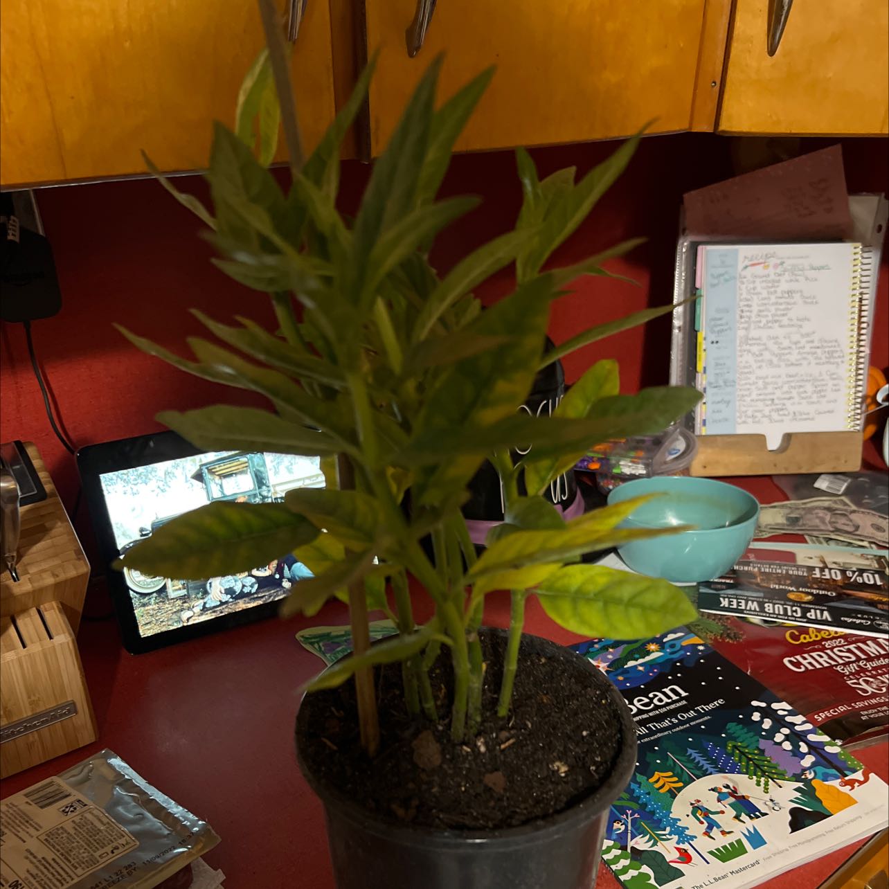 Photo of the plant species Milkweed Carrion Flower by @UpfrontTitoki named Your plant on Greg, the plant care app