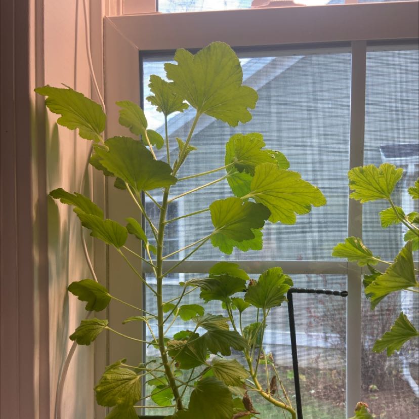 Hooded-Leaf Pelargonium plant near a window with vibrant green leaves.
