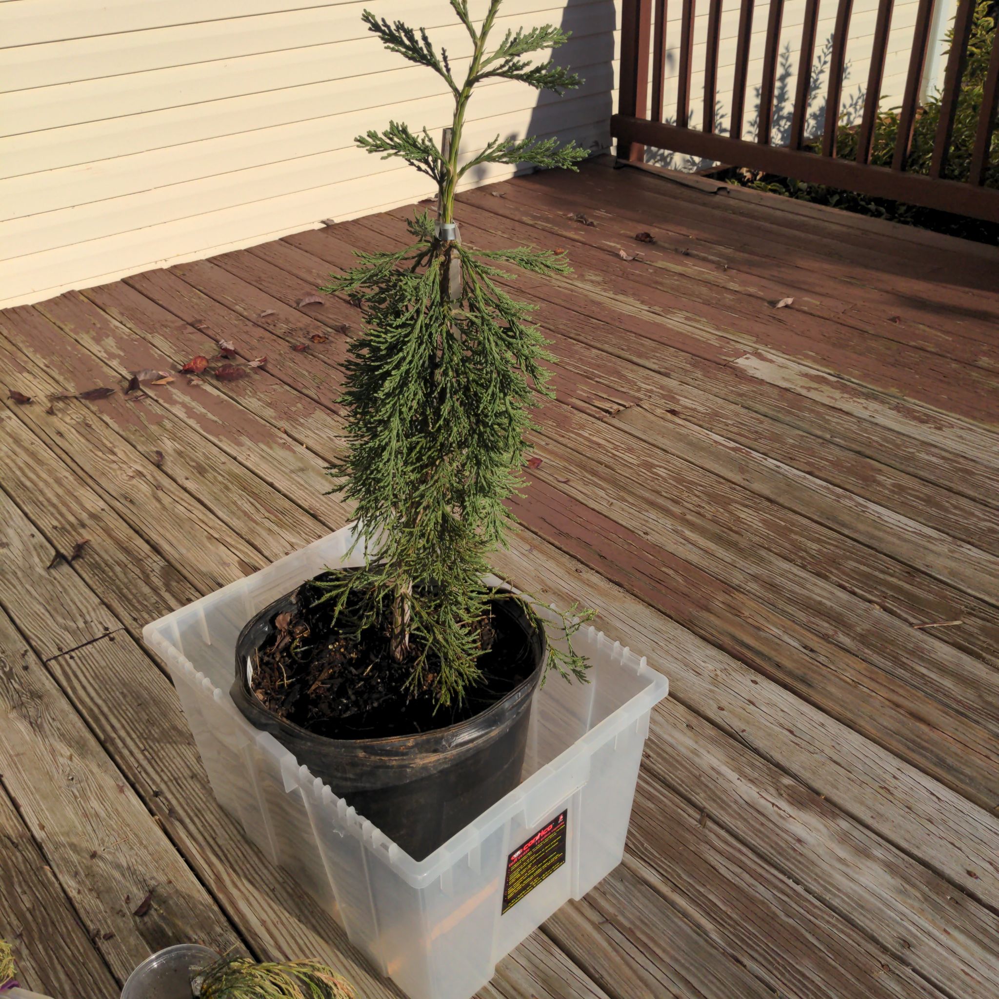 Young Giant Sequoia plant in a pot inside a larger plastic container on a wooden deck.