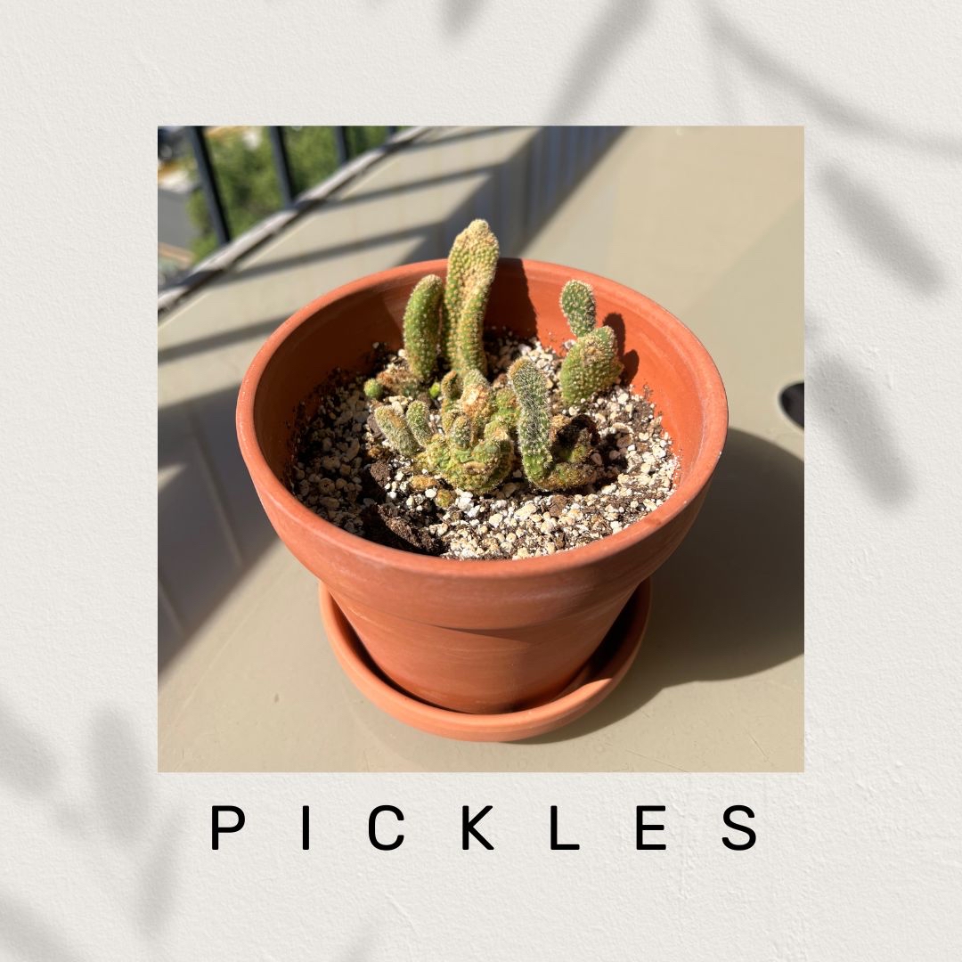 Pickles
