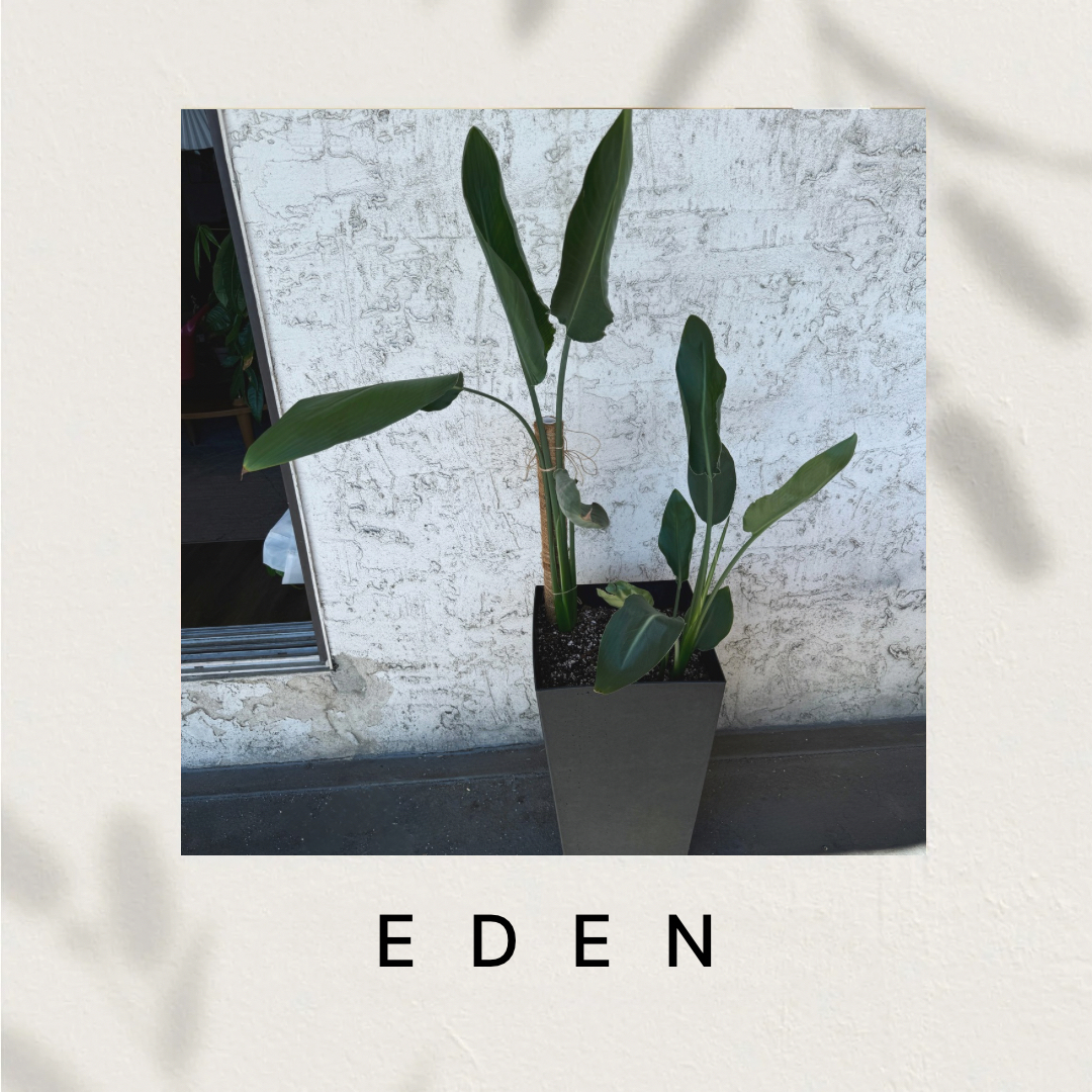 Eden