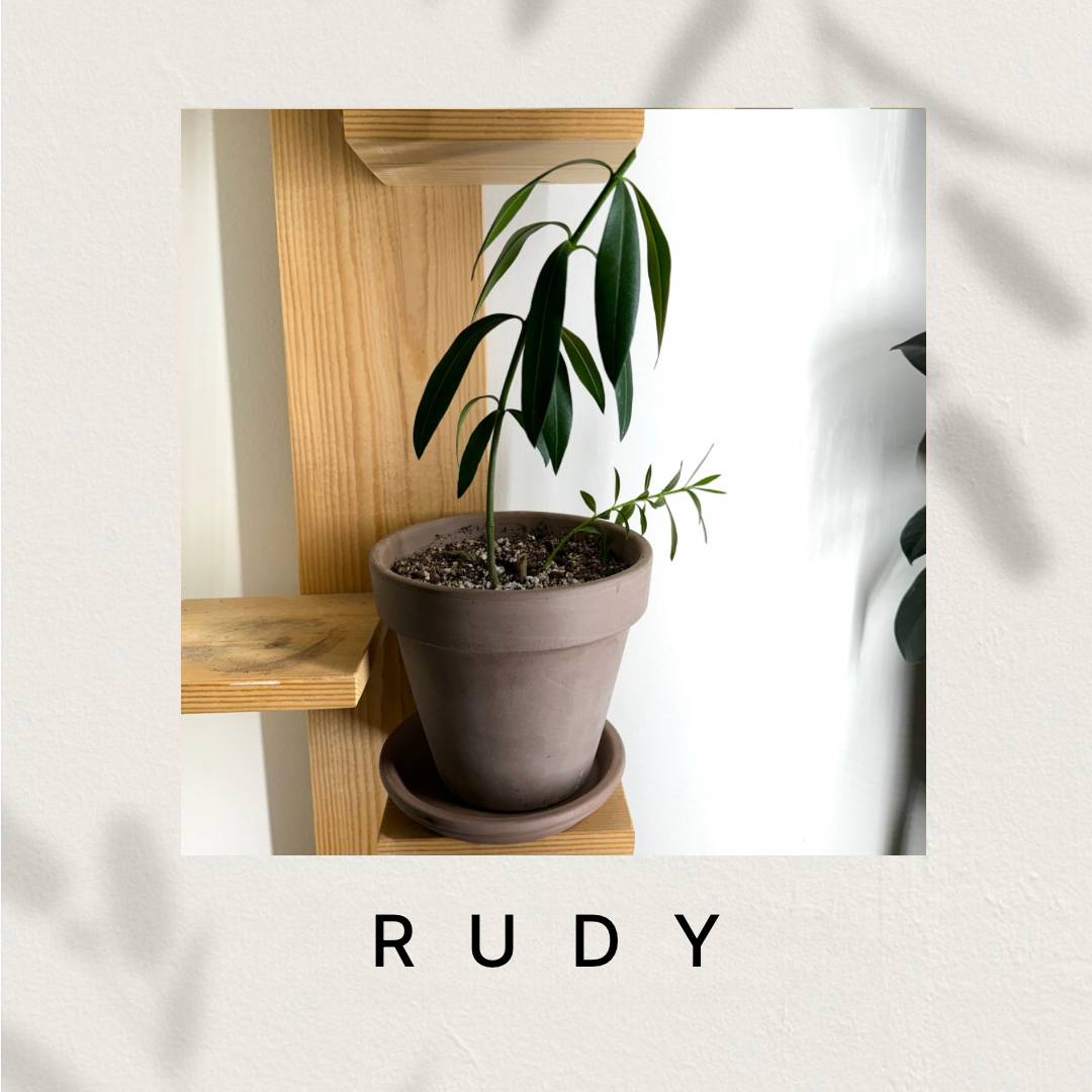 Rudy