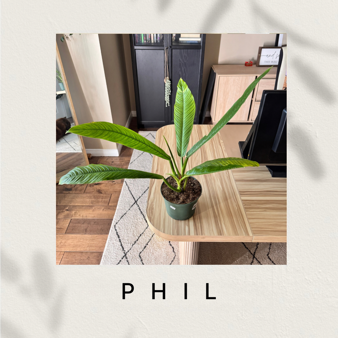 Photo of the plant species Philodendron campii 'Lynette' by @robbi_rose named Phil on Greg, the plant care app