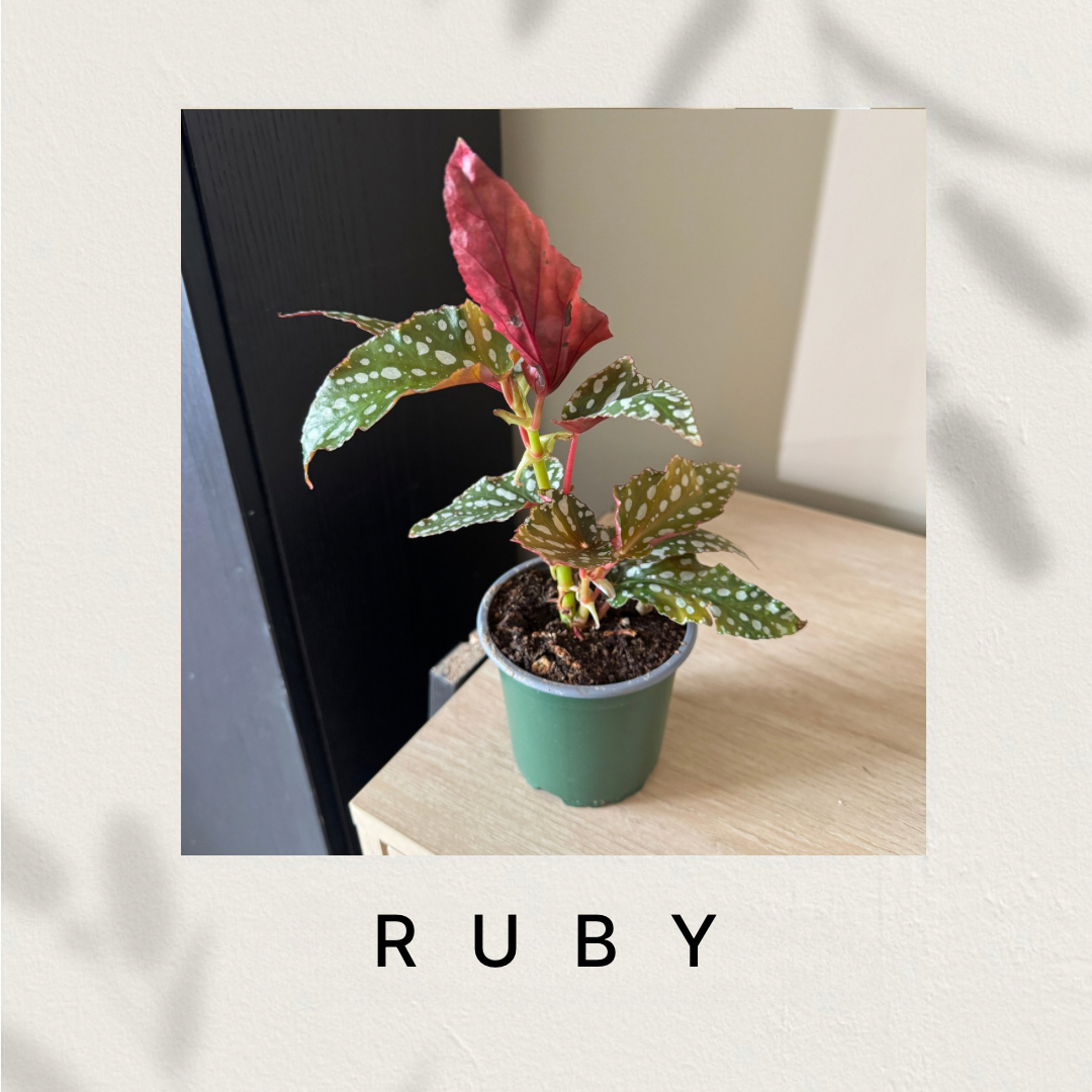 Ruby