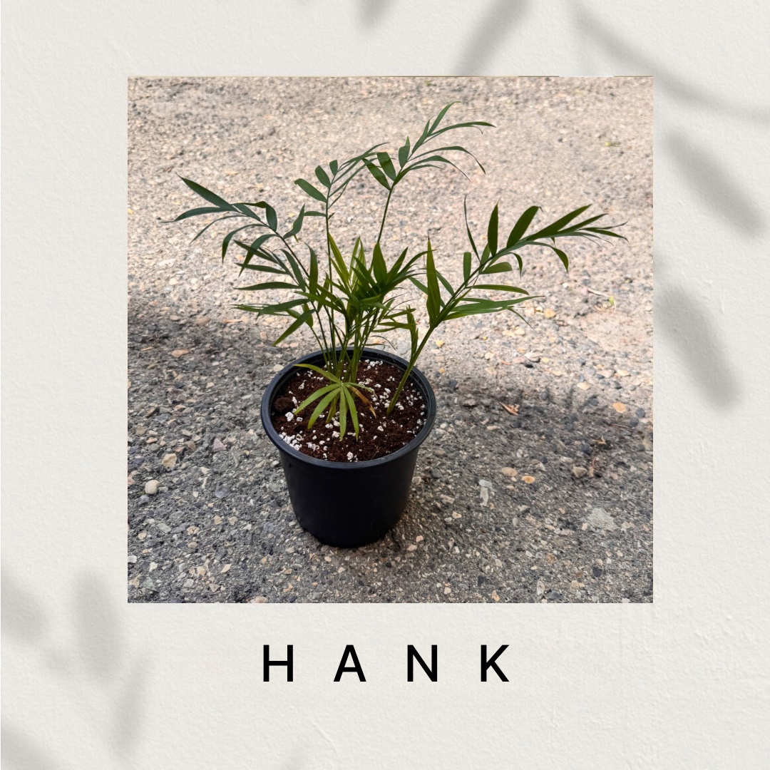 Hank