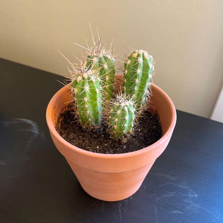 Photo of the plant species Banana Cactus by Robbi_rose named Gerald on Greg, the plant care app