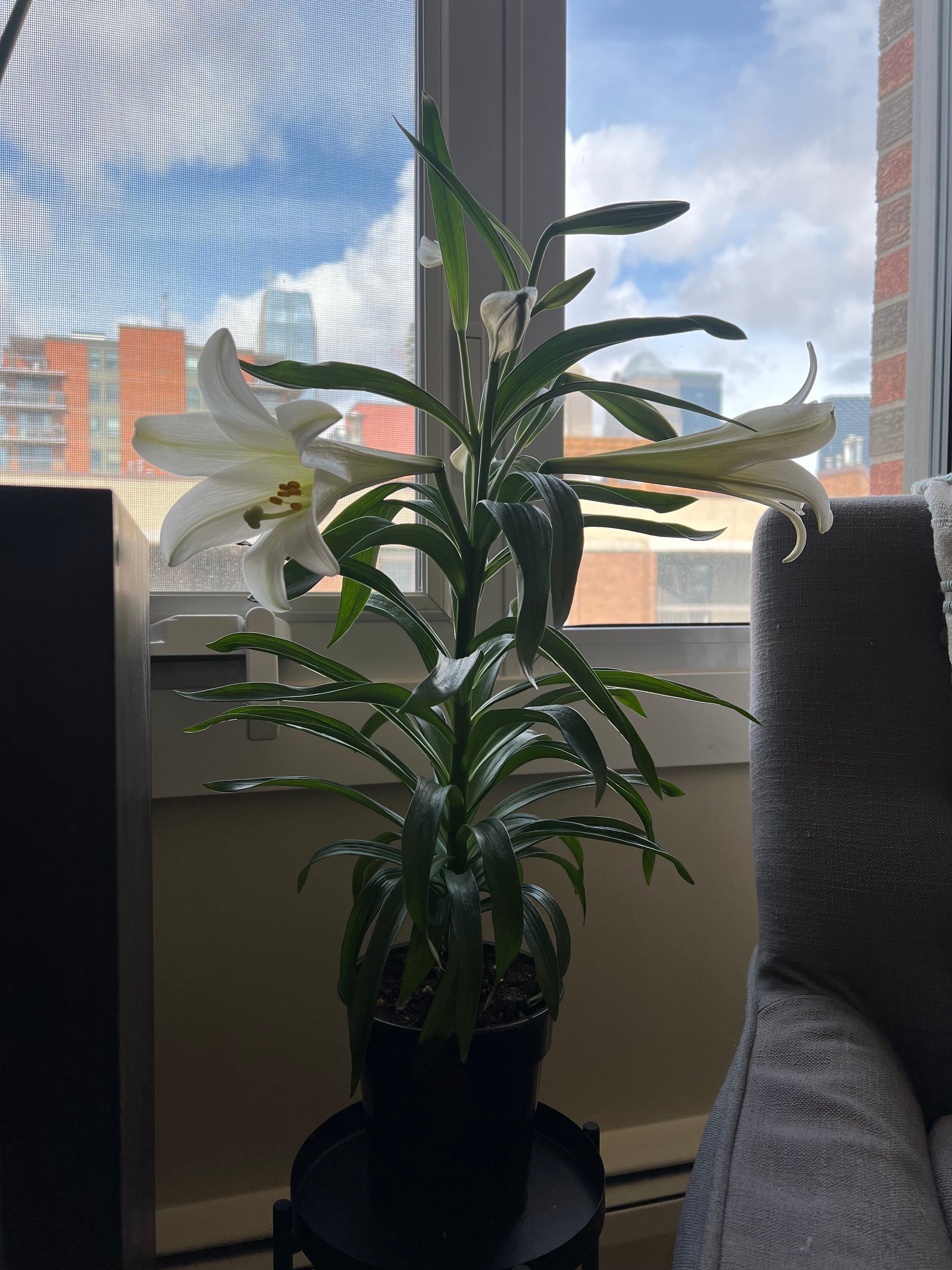 The Complete Easter Lily Plant Care Guide Water, Light & Beyond