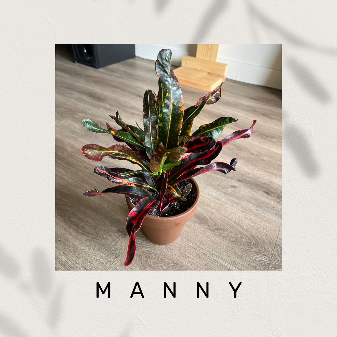Manny