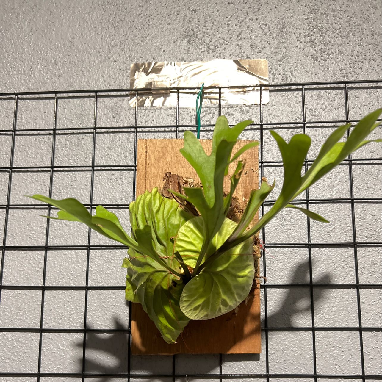 Photo of the plant species Ridley's Staghorn Fern by @dlackhoh named Ridley’s staghorn on Greg, the plant care app