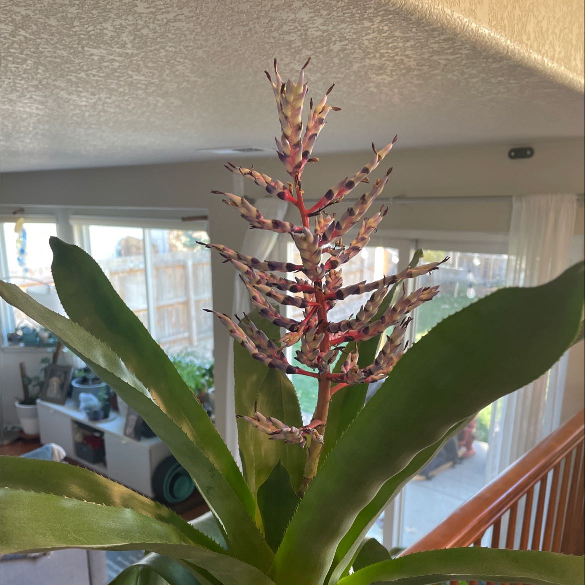 Photo of the plant species Blue Rain Bromeliad by @alissanb named Your plant on Greg, the plant care app