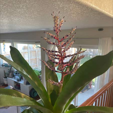 Photo of the plant species Blue Rain Bromeliad by Alissanb named Your plant on Greg, the plant care app