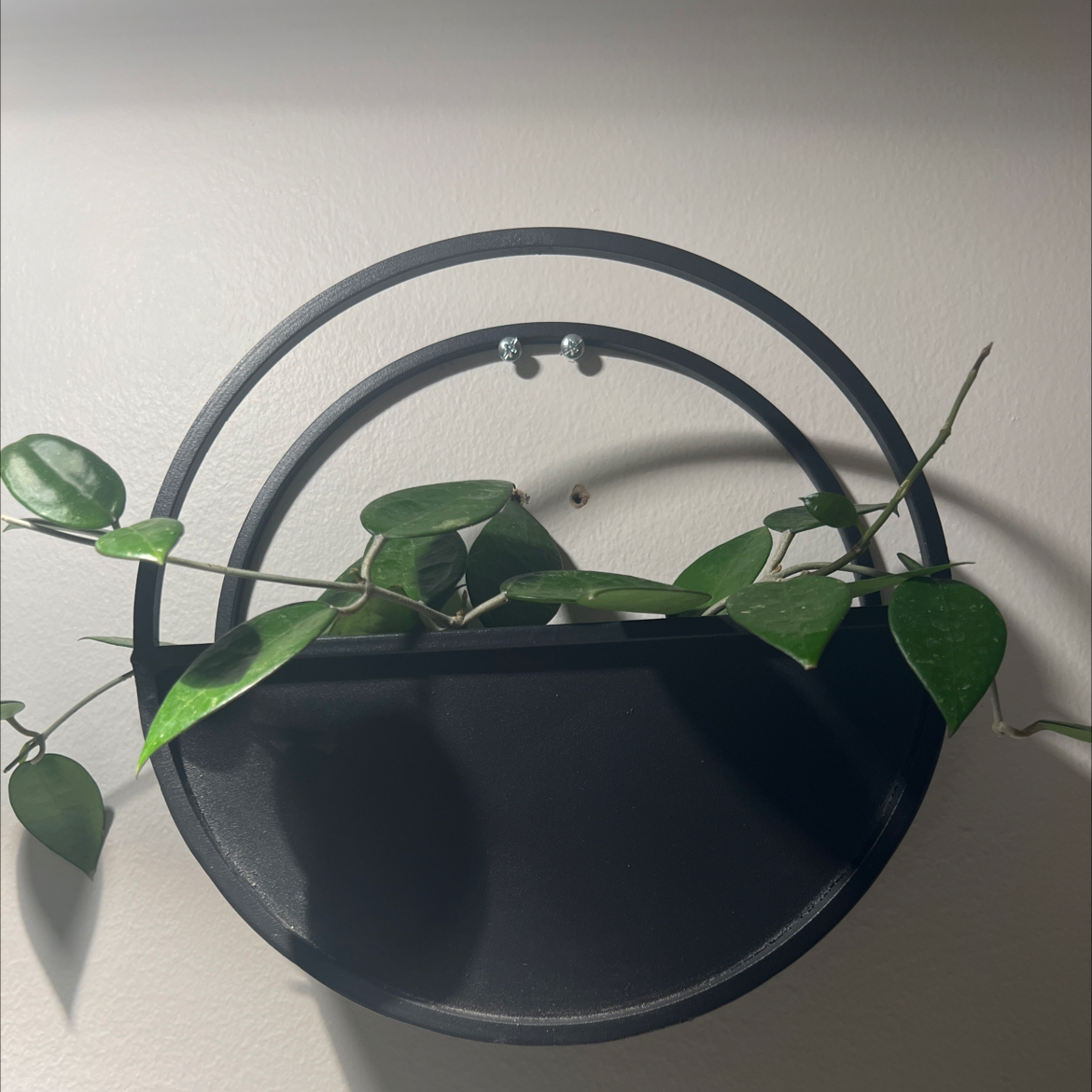 Hoya parasitica 'Black Margin' plant in a black wall-mounted planter with healthy green leaves.