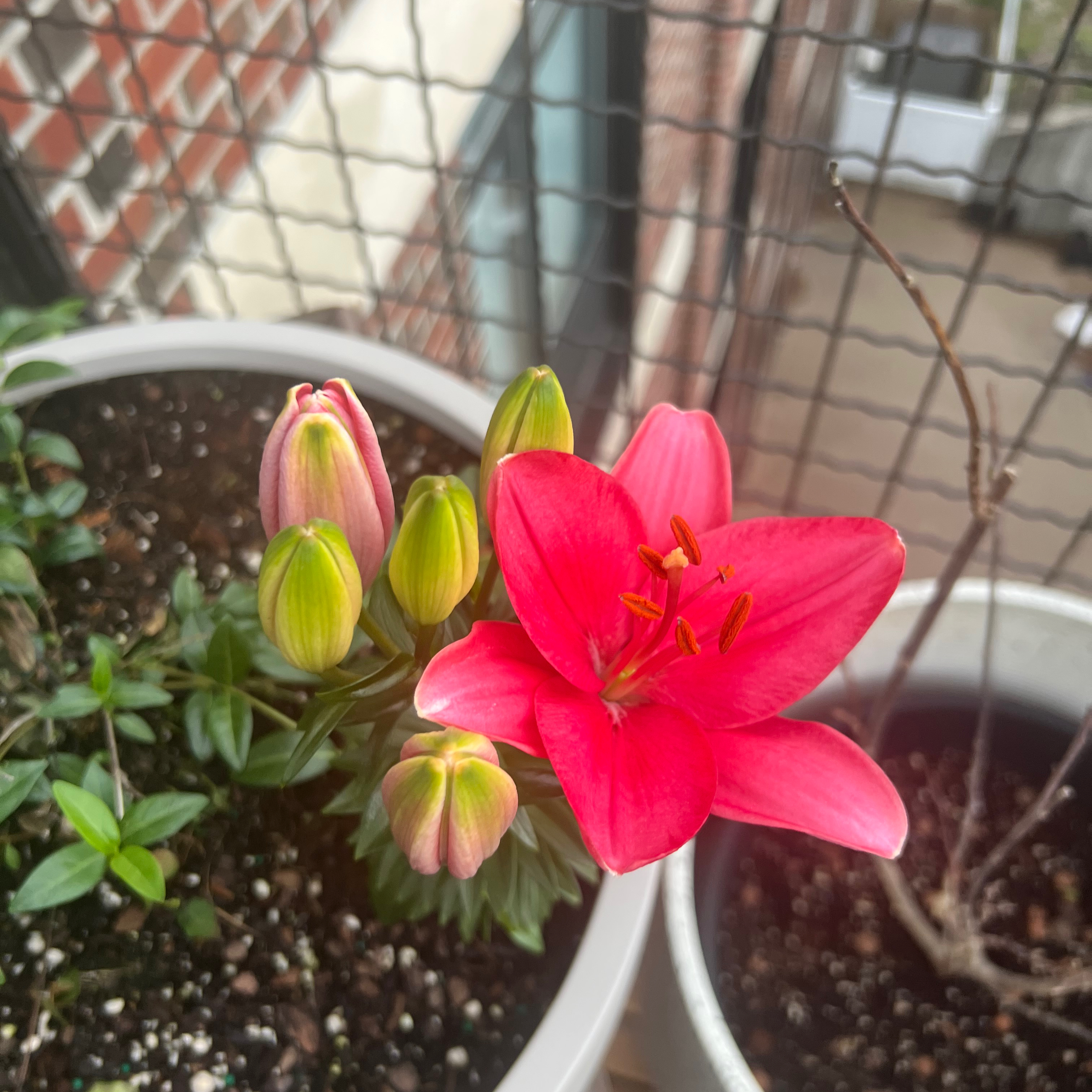 Photo of the plant species Lilium ‘Tiny Toons’ by @LeadSmokebush named Nithin on Greg, the plant care app