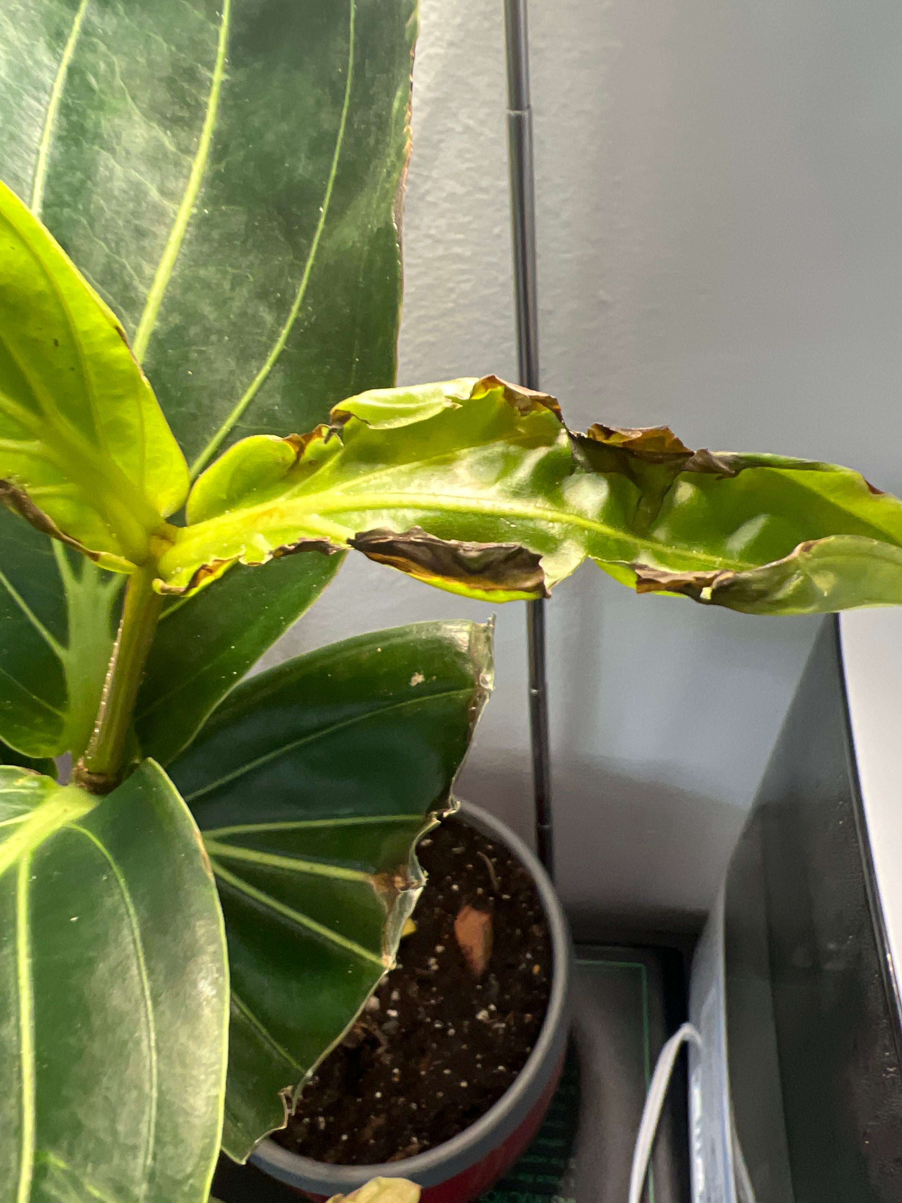 The Meaning of Malaysian Orchid Flowers 🦋