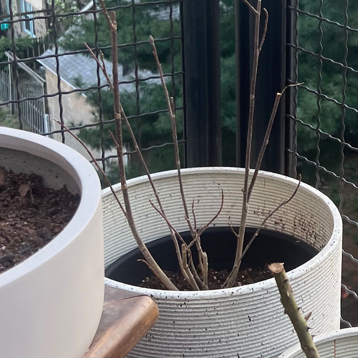 Potted Mulan magnolia plant with bare branches on a balcony.