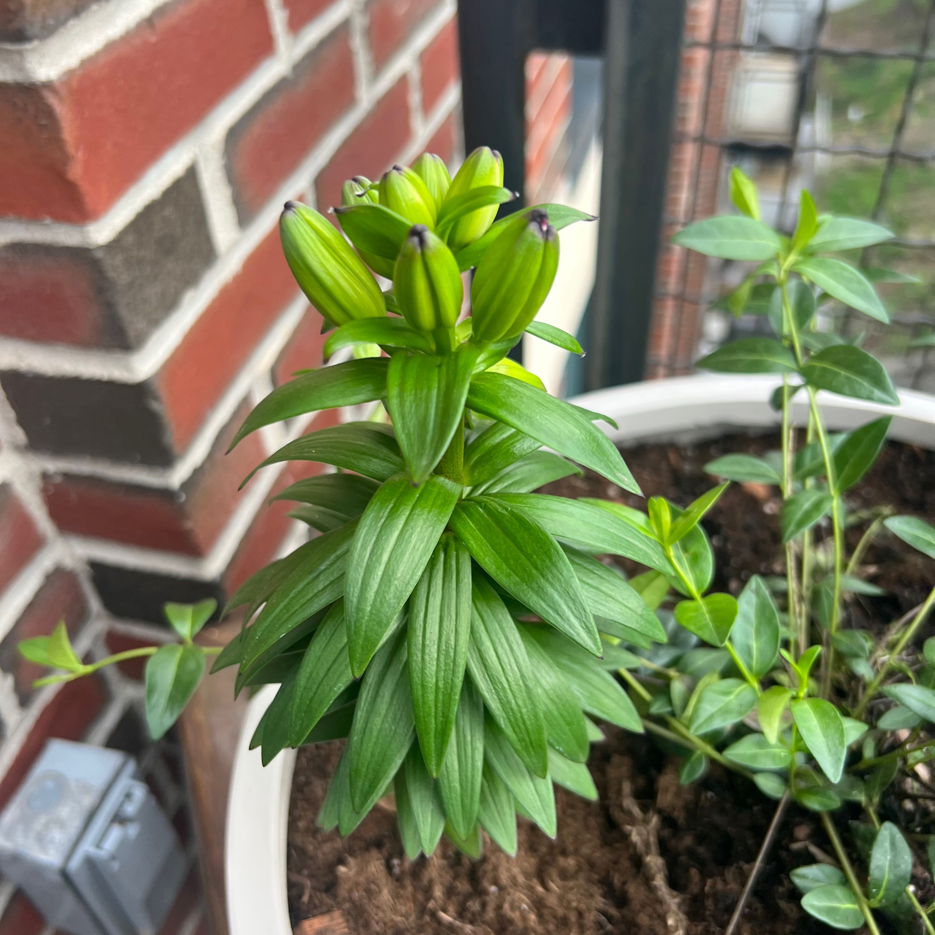 Photo of the plant species Lilium ‘Tiny Toons’ by @LeadSmokebush named Girlfrond on Greg, the plant care app