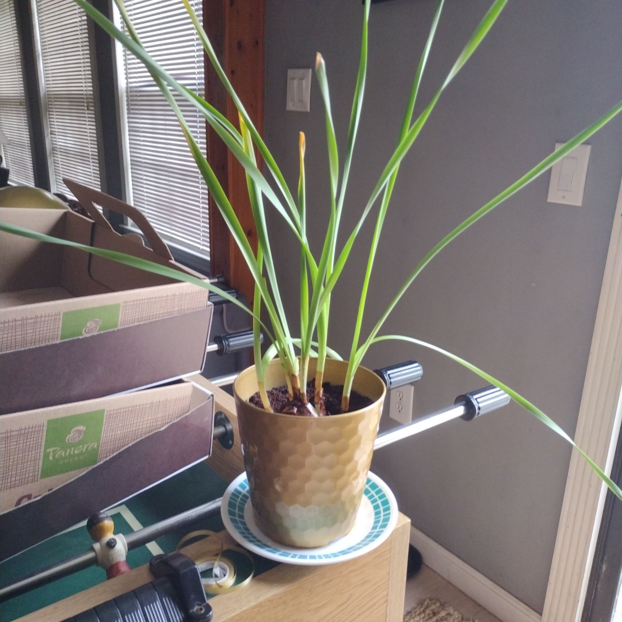 Potted Paper White Narcissus plant with long green leaves, placed on a table indoors.