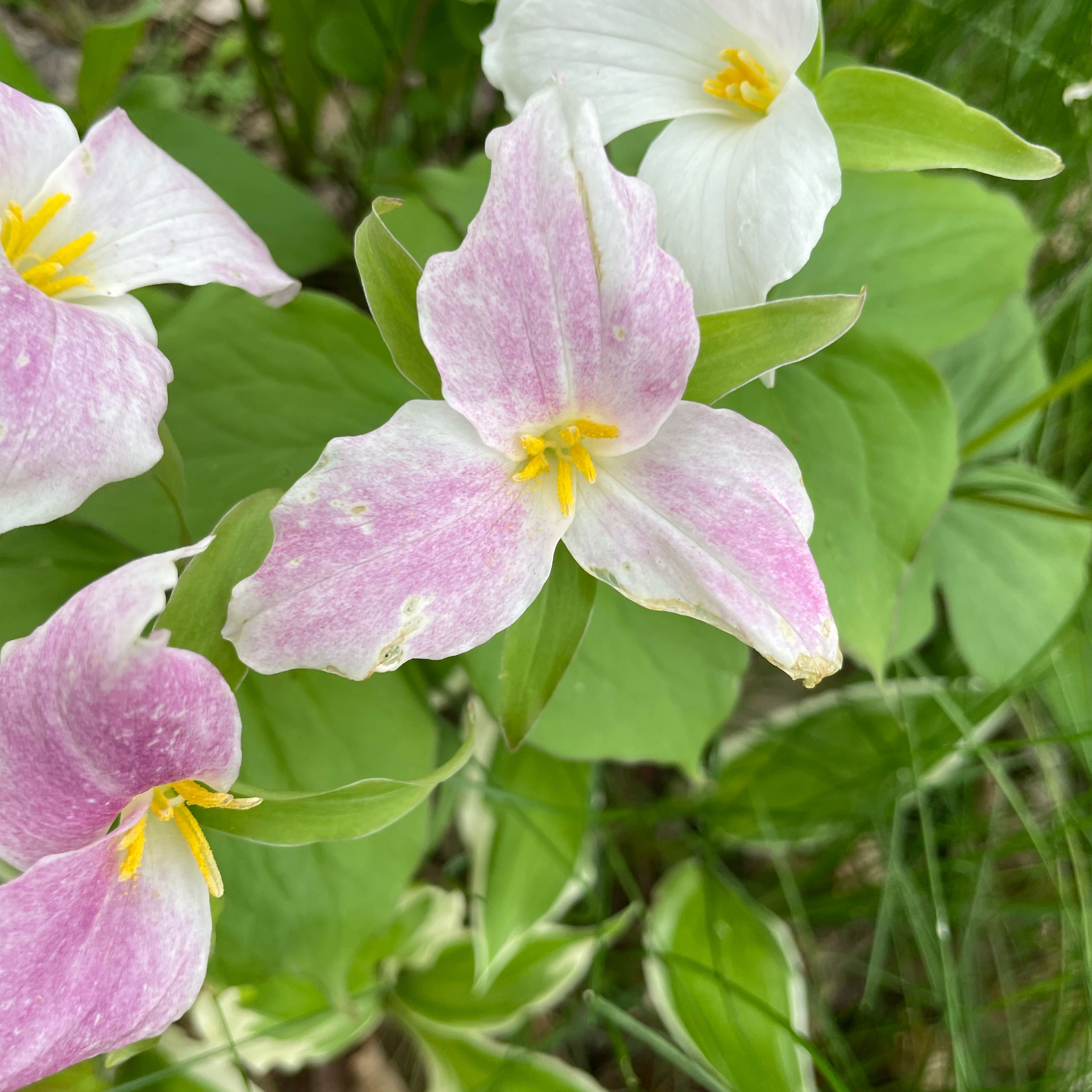 Photo of the plant species Great White Trillium by @PeachyMountain named Zion on Greg, the plant care app