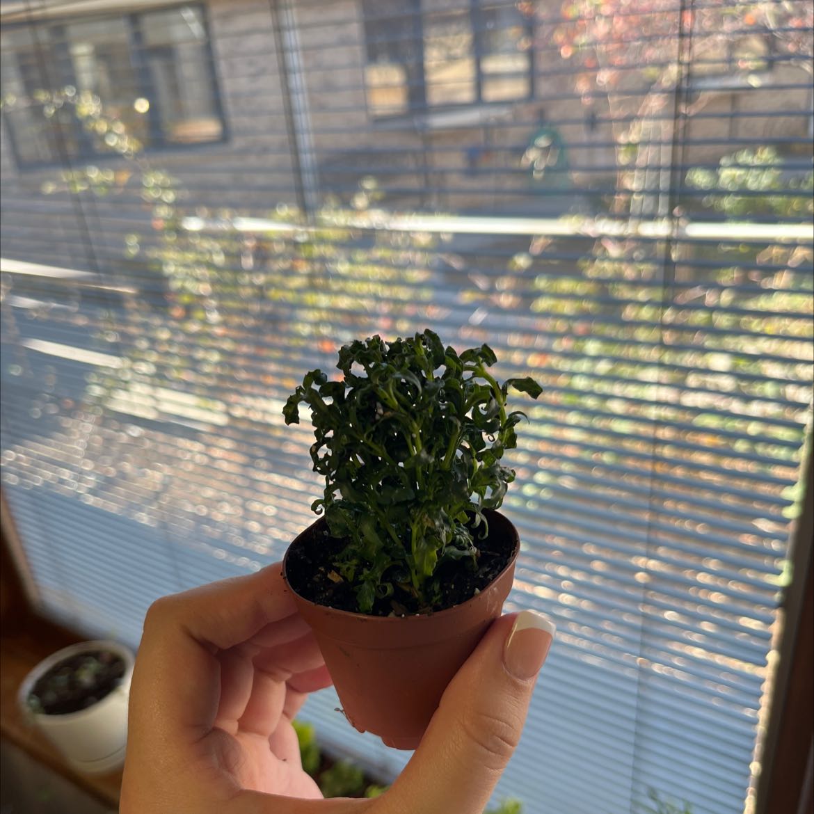 Photo of the plant species Dotted Thyme-Moss by @GymnasticRuby named Mary on Greg, the plant care app