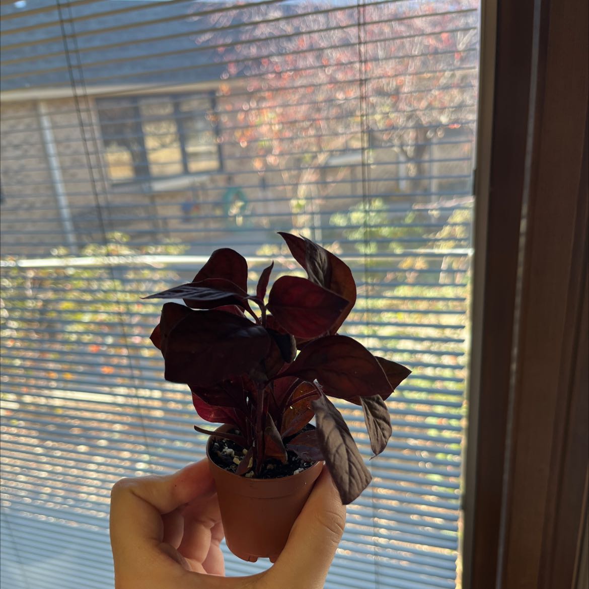 A healthy Brazilian Joyweed plant with dark leaves held in front of a window.